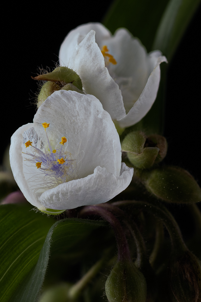 Tradescantia a.k.a. Spiderwort