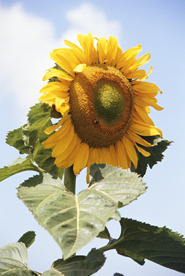 sunflower picture