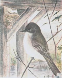 Eastern phoebe, H.C.Hennessey for Birds of Eastern Canada, 1919