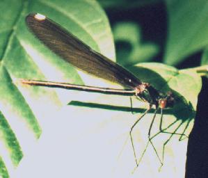 Calopteryx maculata female