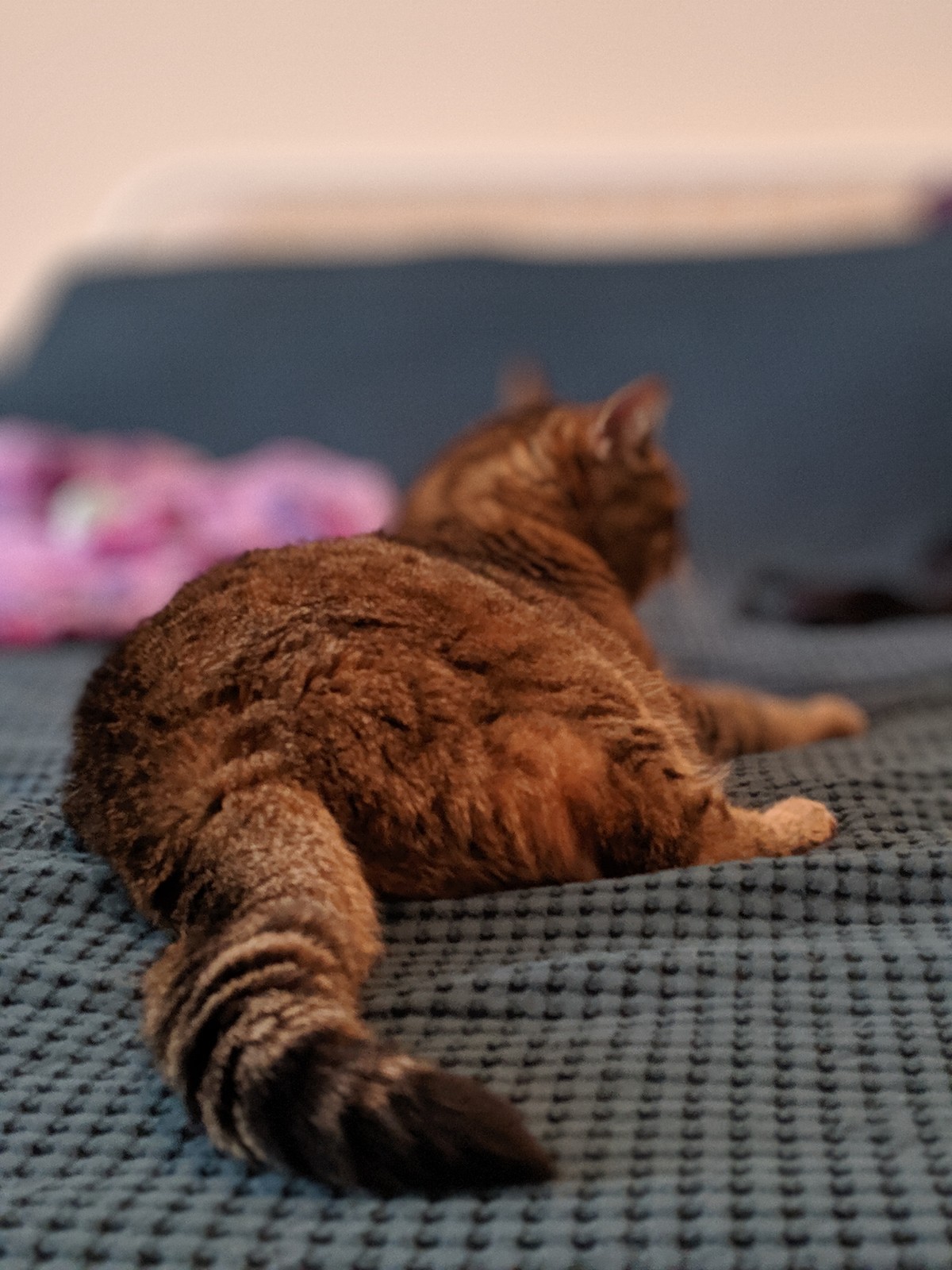 Tabby cat occupying human's bed