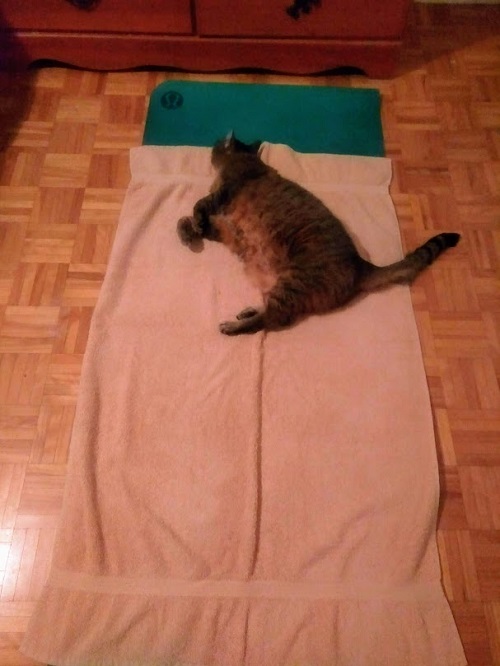 Tabby cat yoga matl