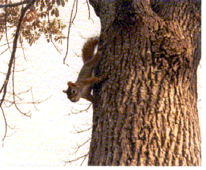 image animated squirrel watching from tree