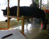 image - cats, sun puddles and writing