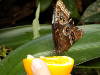 Carleton University Butterfly Show