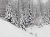 Snow laden pine trees