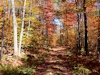 Trail 54