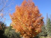Fall colours