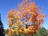 Fall colours